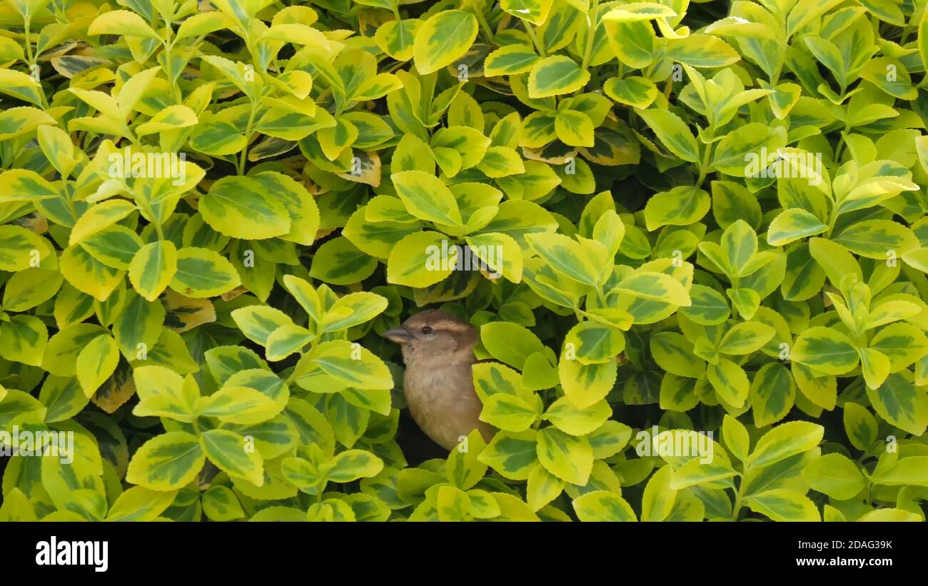 Sperling Vogel durch grüne Blätter Stockfoto