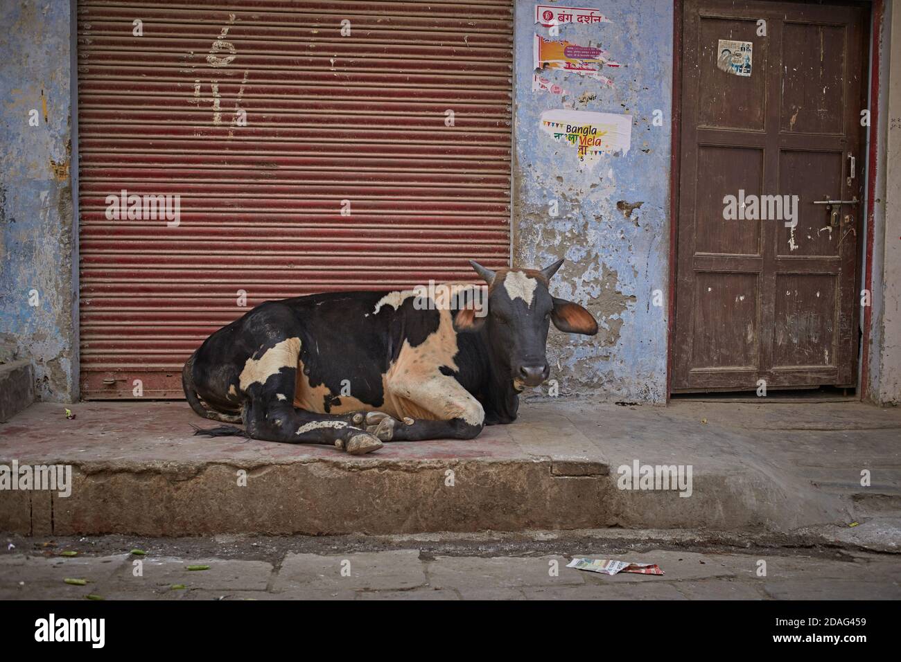 Varanasi, Indien, Dezember 2015. Eine heilige Kuh auf einer Stadtstraße. Stockfoto