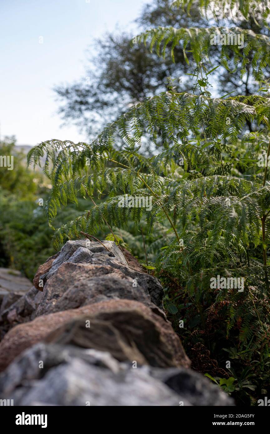 Ein seichtes Tiefenbild einer Felswand und Farn Stockfoto