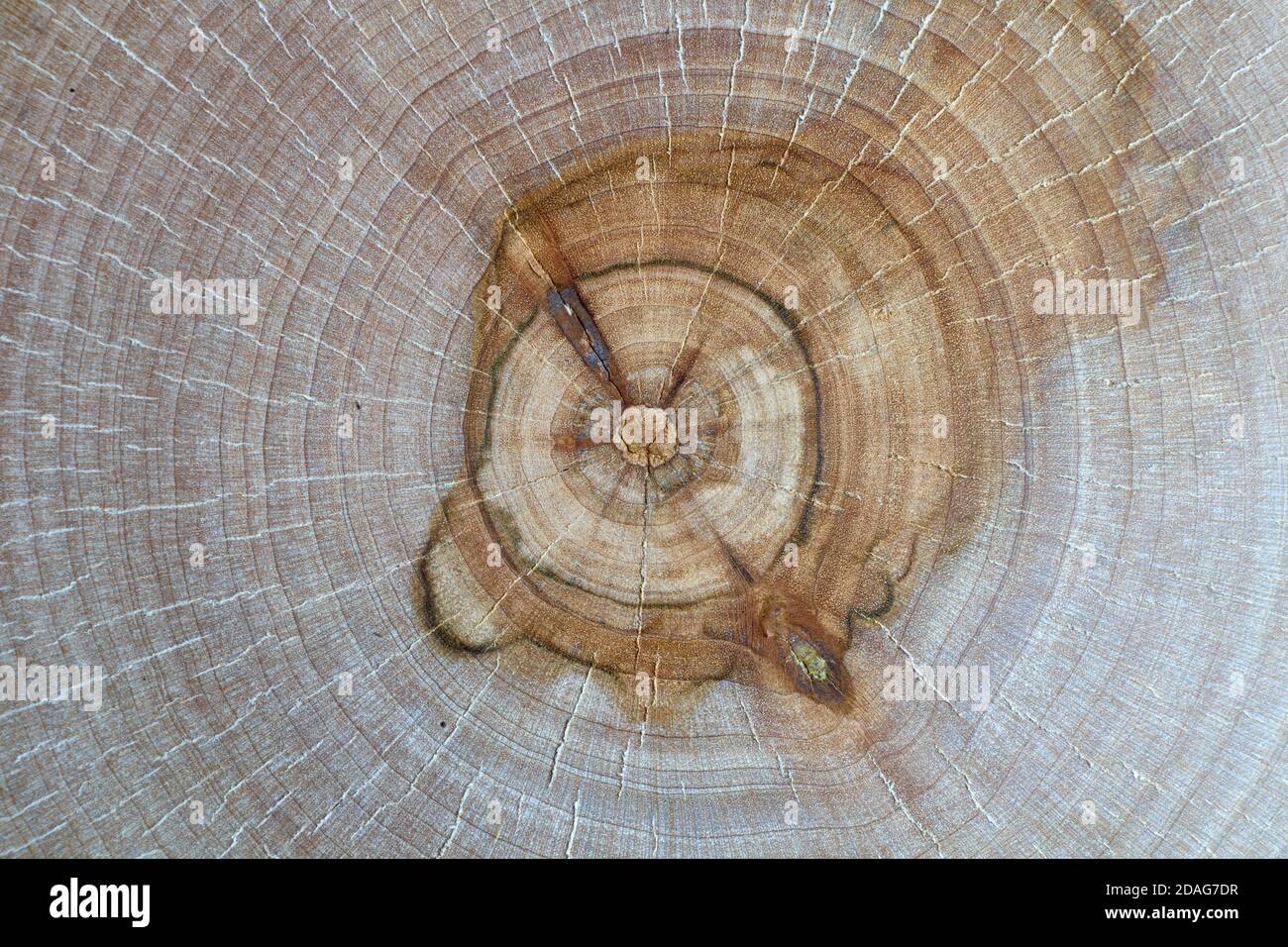 Zeichnung der Ringe des Baumstammes Stockfoto