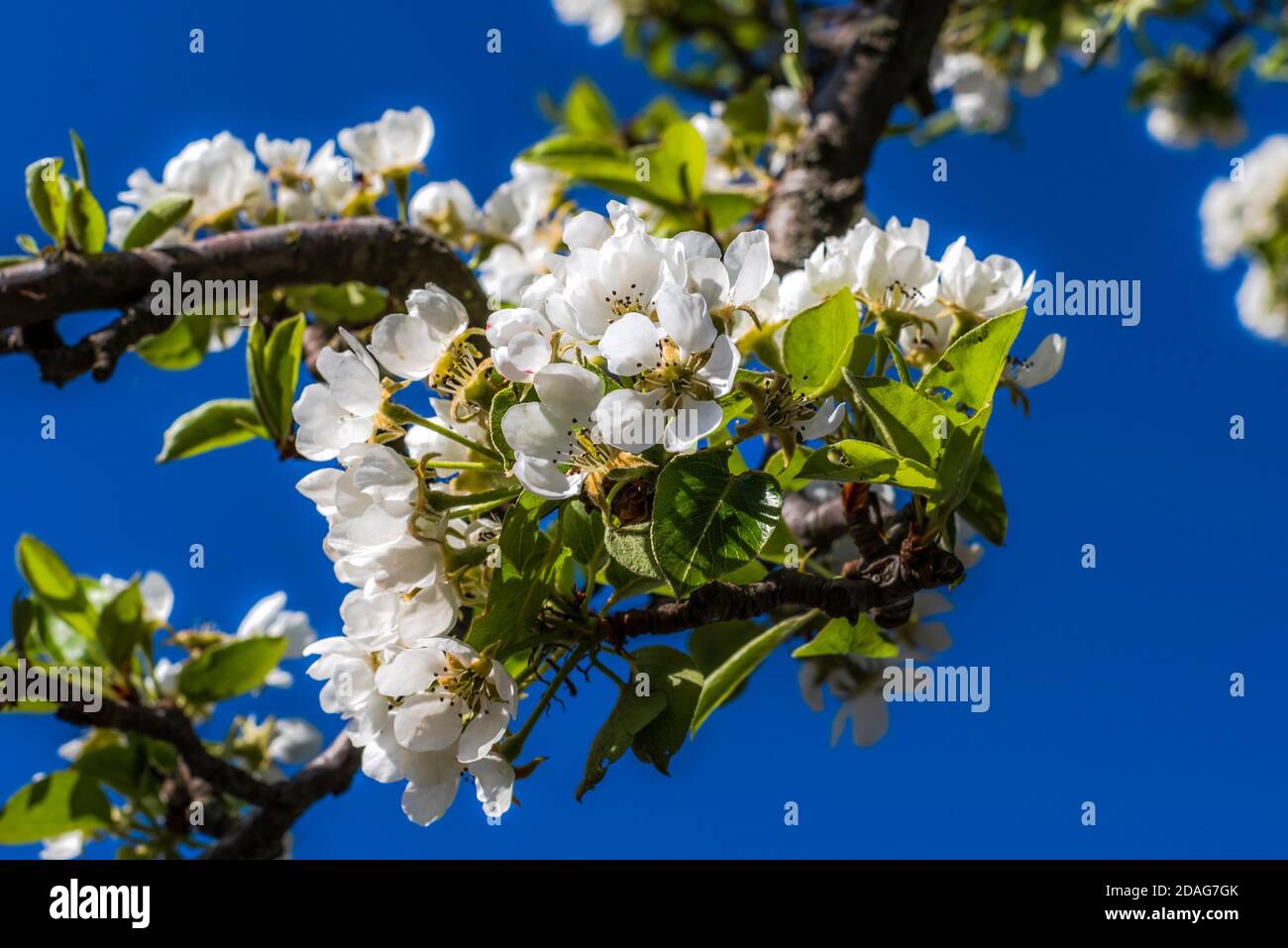 Frühling in der Natur und Landschaft, weiße Blüten und erstes Grün im April Stockfoto