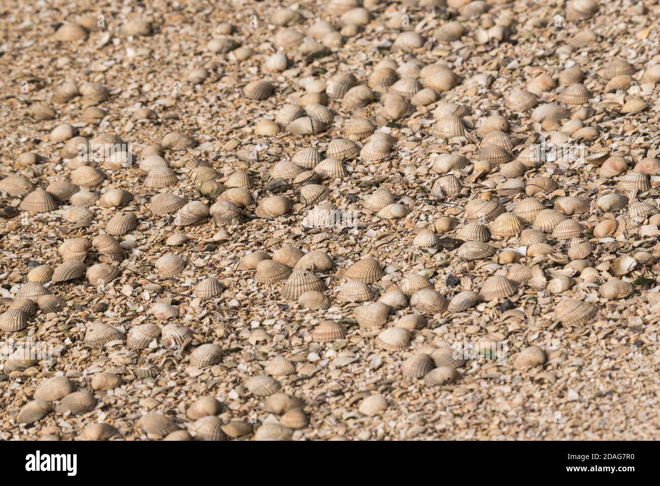 Zerbrochene Muscheln (Cerastoderma edule) in Leigh on Sea, Essex Stockfoto