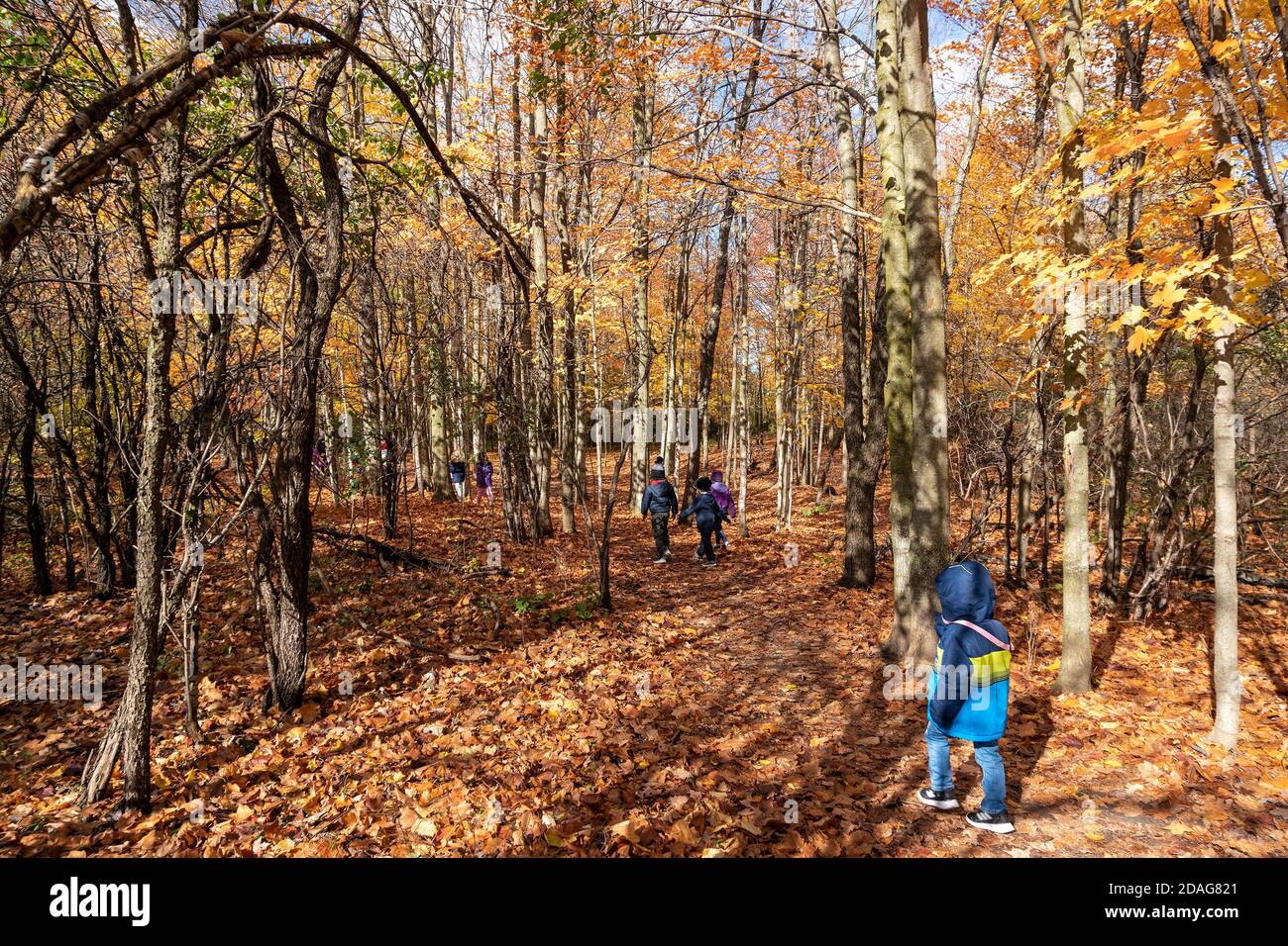 Für Kinder, ein Ausflug in den Wald, an einem warmen Herbsttag ist es ein Urlaub Stockfoto