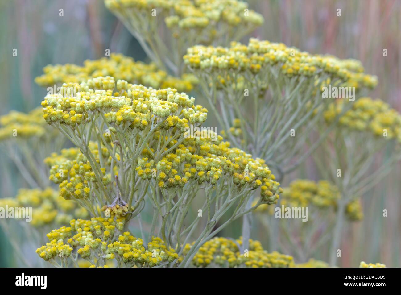 Hottentot-Teepflanzen-Blumengruppen (Helichrysum nudifolium) Stockfoto