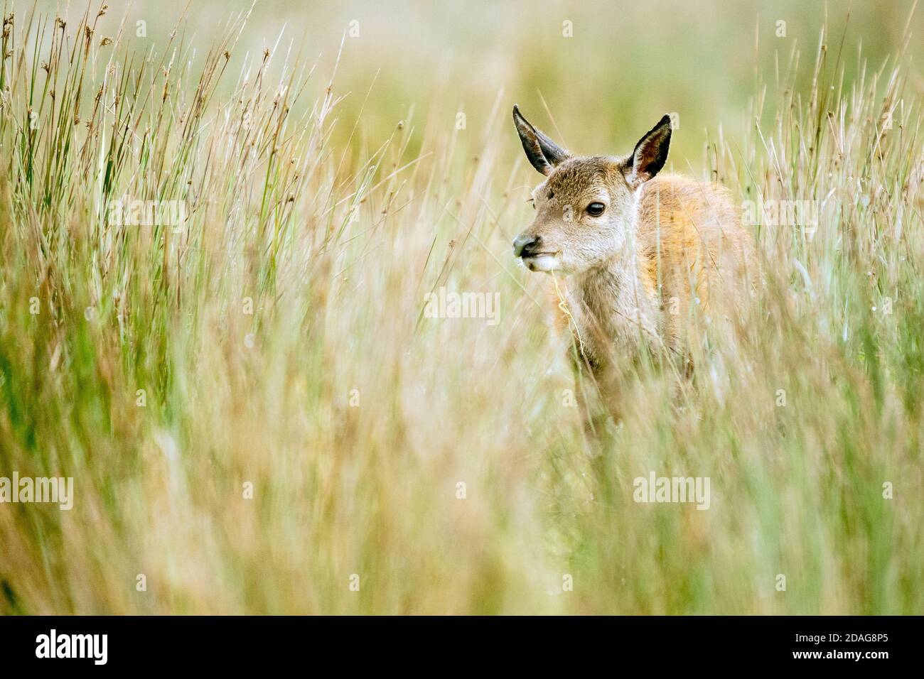 Rothirsch Hinterhand im langen Gras Stockfoto