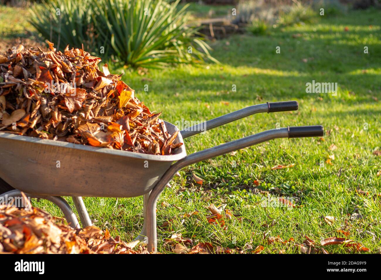 Schubkarre voller getrockneter Blätter, Reinigung Laub im Garten Stockfoto
