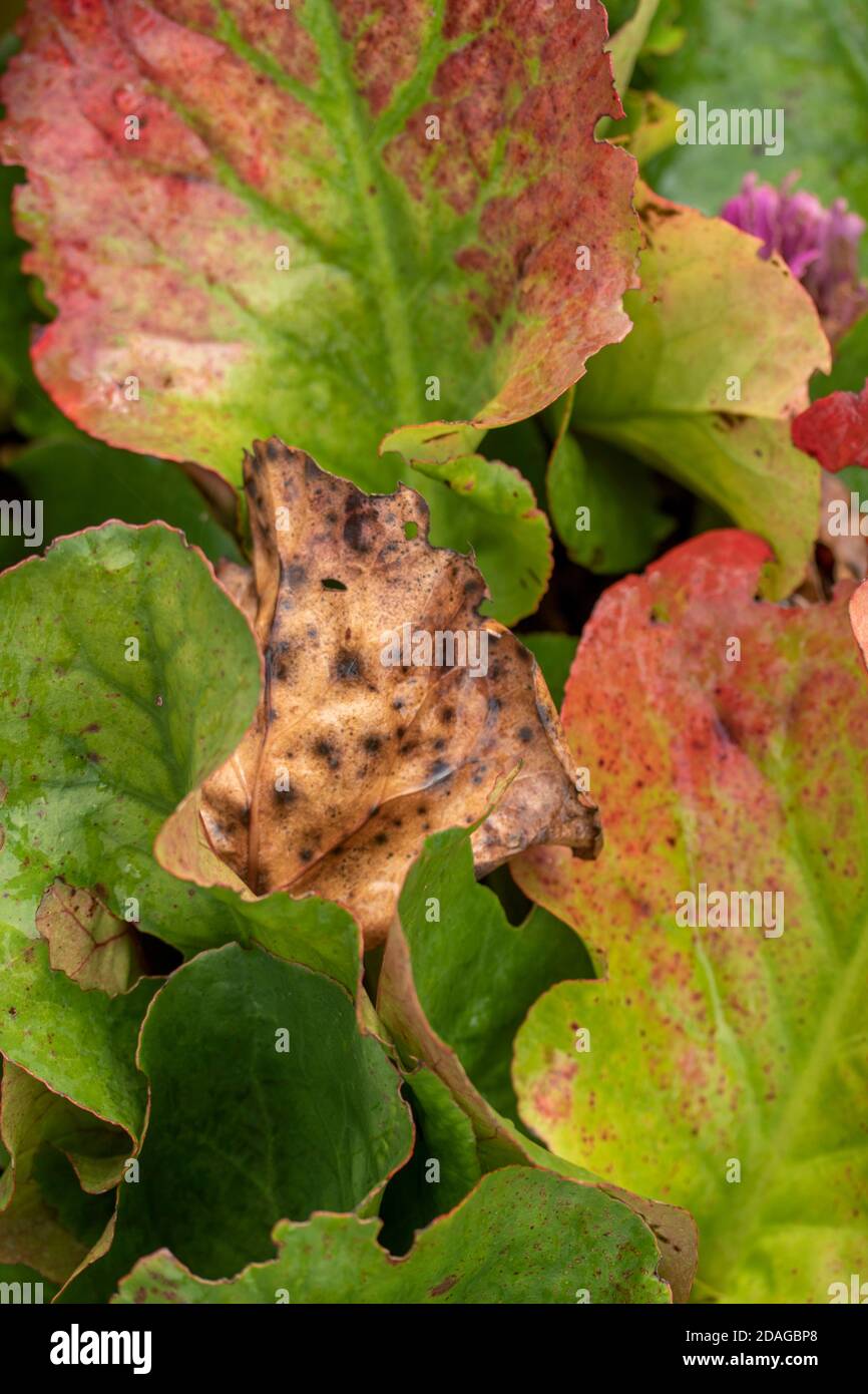 Natürliche Muster in der Natur, Bergenia Eroica Laub als abstrakte Nahaufnahme Stockfoto