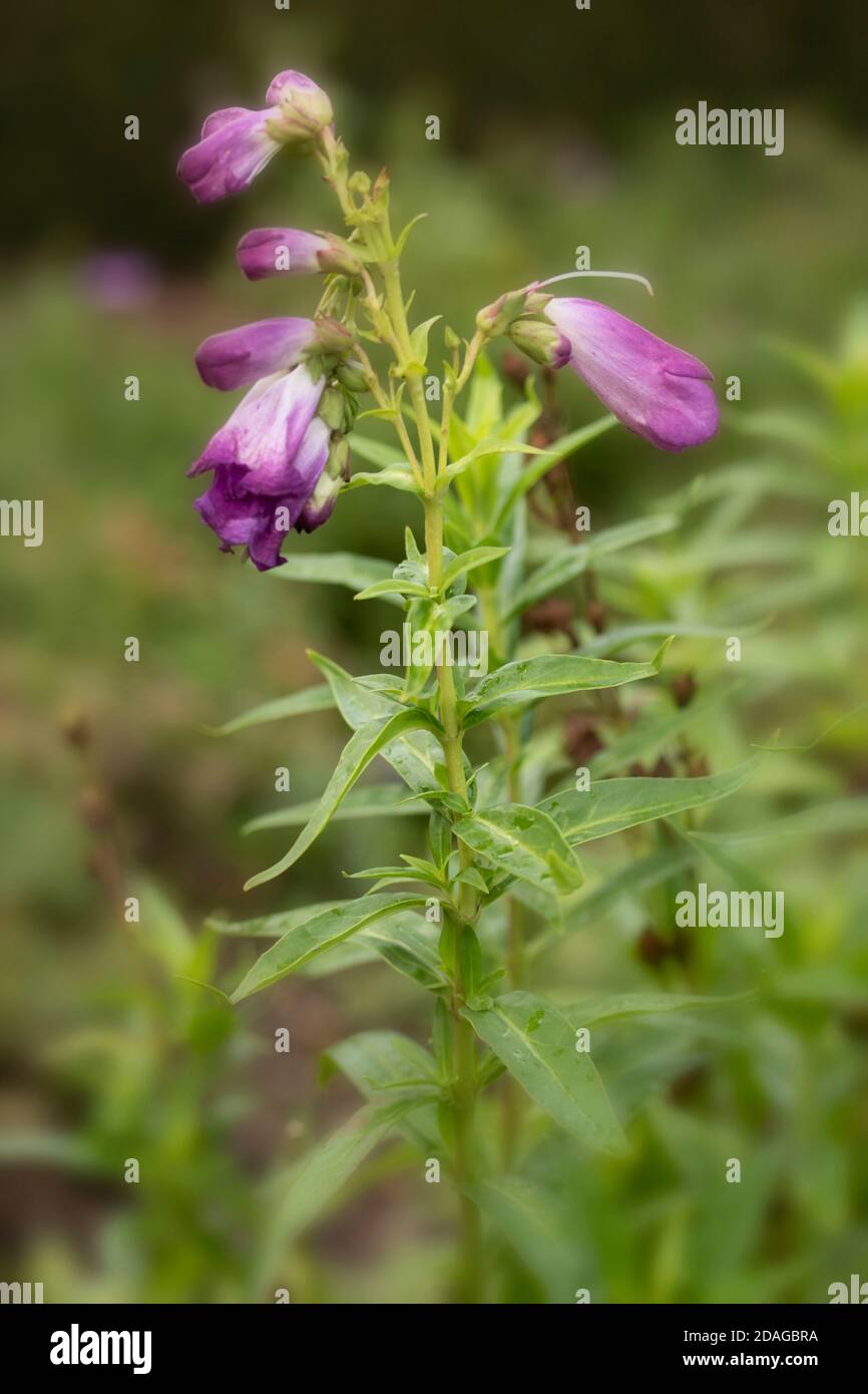 Penstemon (Fensham Series) Blumen und grünes Laub, natürliche Gartenblumen Stockfoto