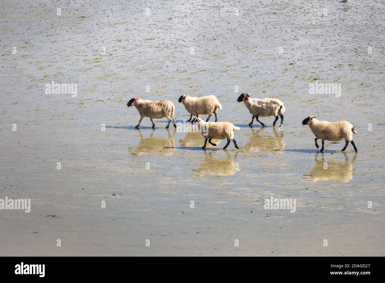 Schafe und ihre Spiegelungen im Wasser am Strand von Uig, Isle of Lewis, Äußere Hebriden, Schottland Stockfoto