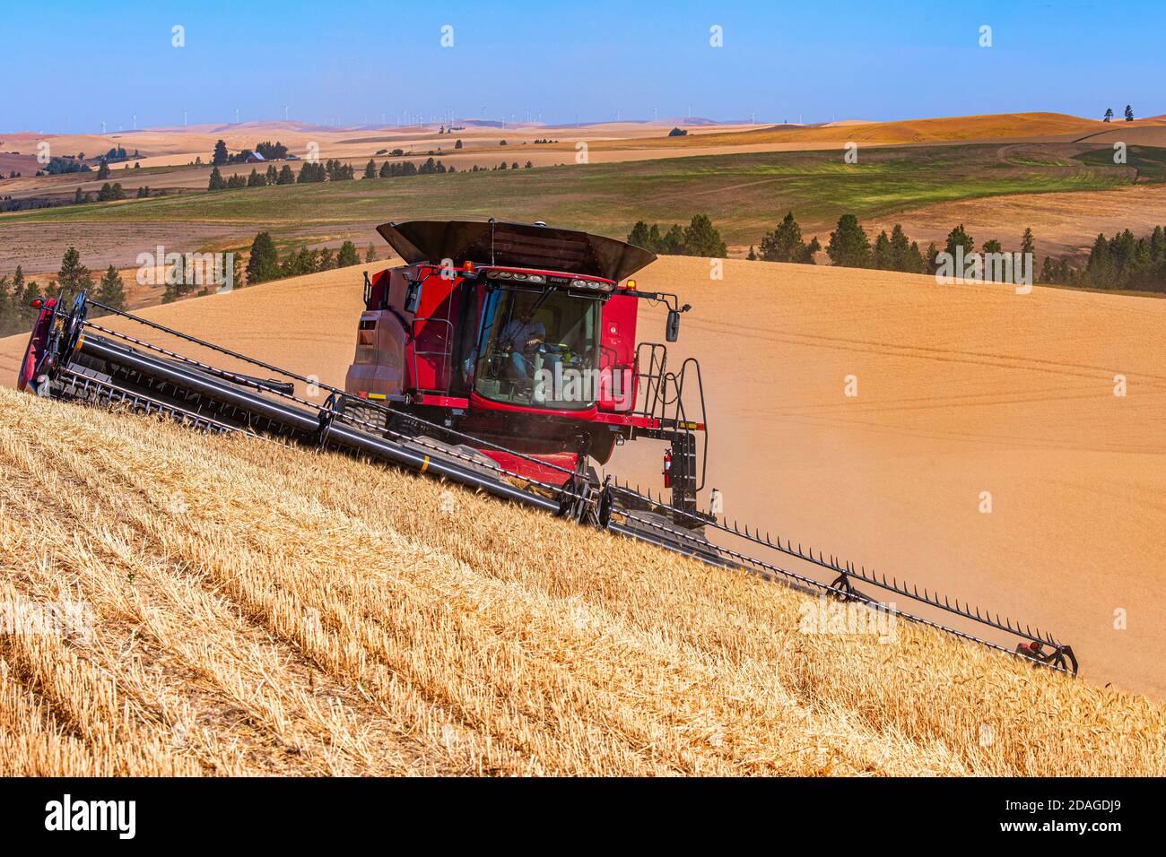 Caseih selbst Nivellierung kombinieren Ernte Weizen auf den Hügeln von Die Palouse Region im Osten Washingtons Stockfoto