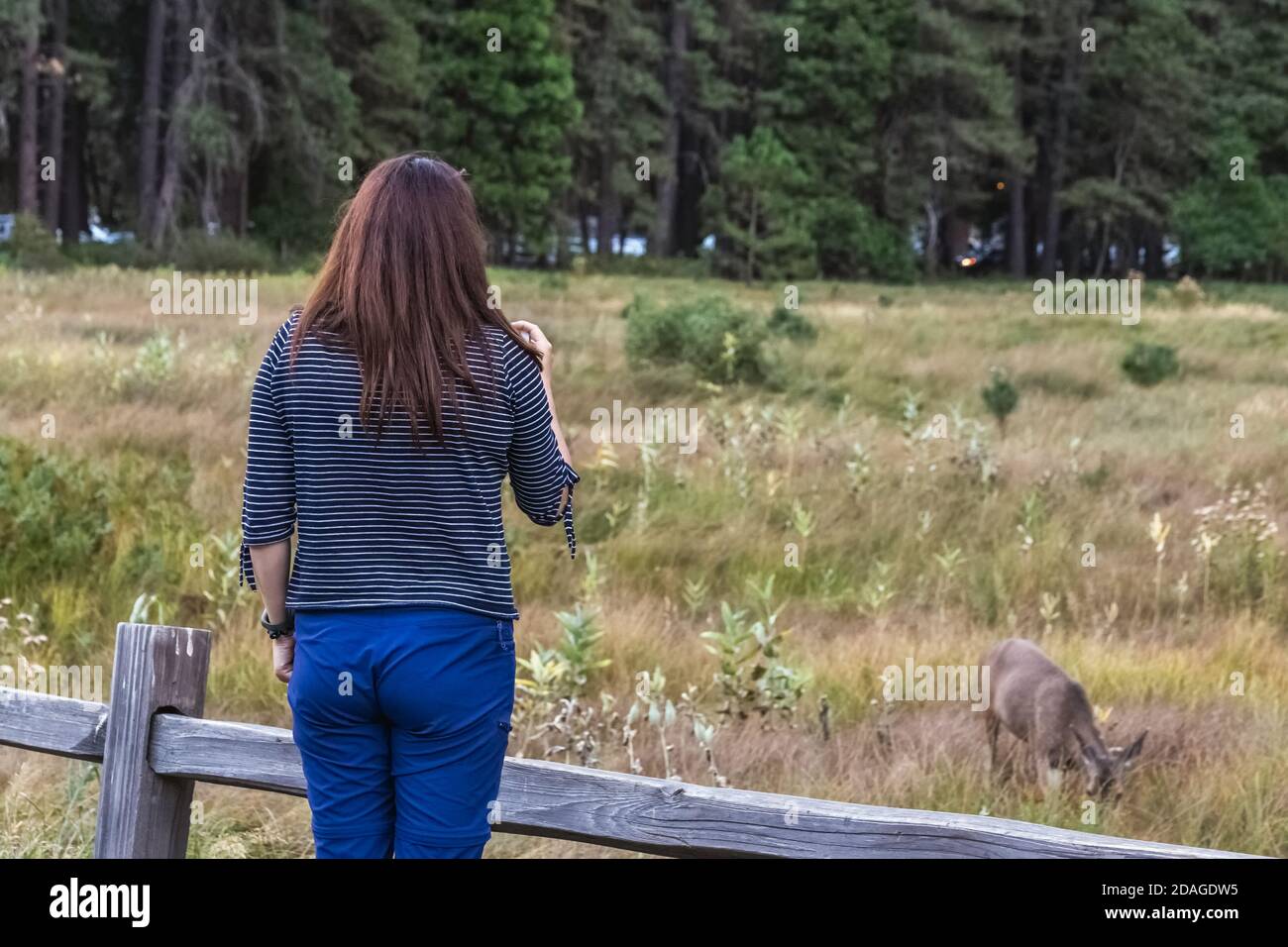 Pretty Woman fotografiert auf dem Smartphone den Wildhirsch im Yosemite National Park, USA. Stockfoto