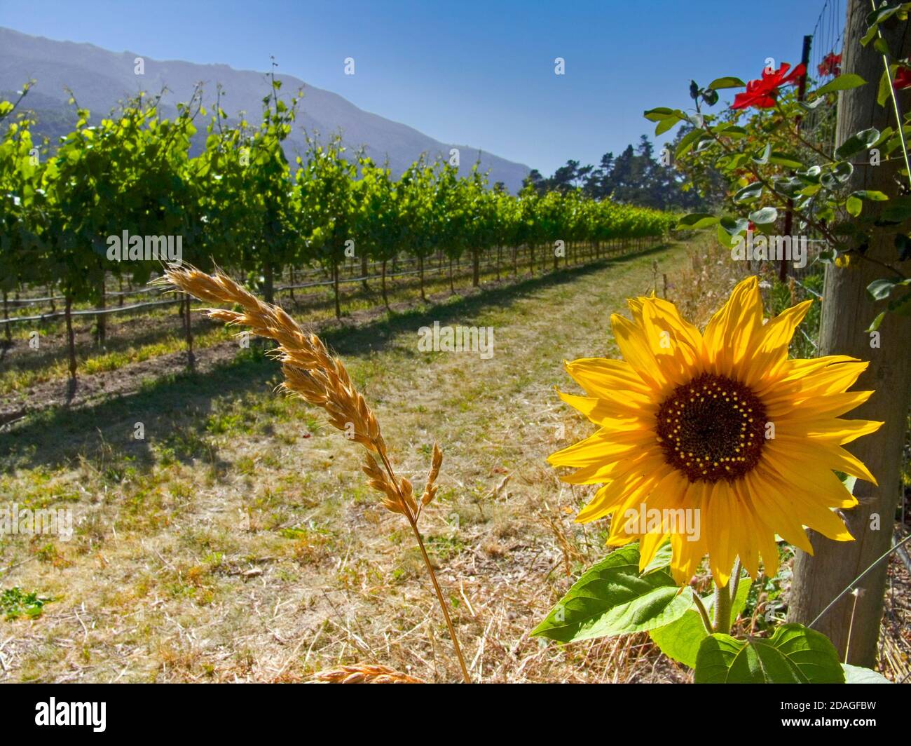 BERNARDUS WEINBERGE mit Sonnenblume im Weinberg von Bernardus Winery, Carmel Valley, Monterey Co., California.USA Stockfoto