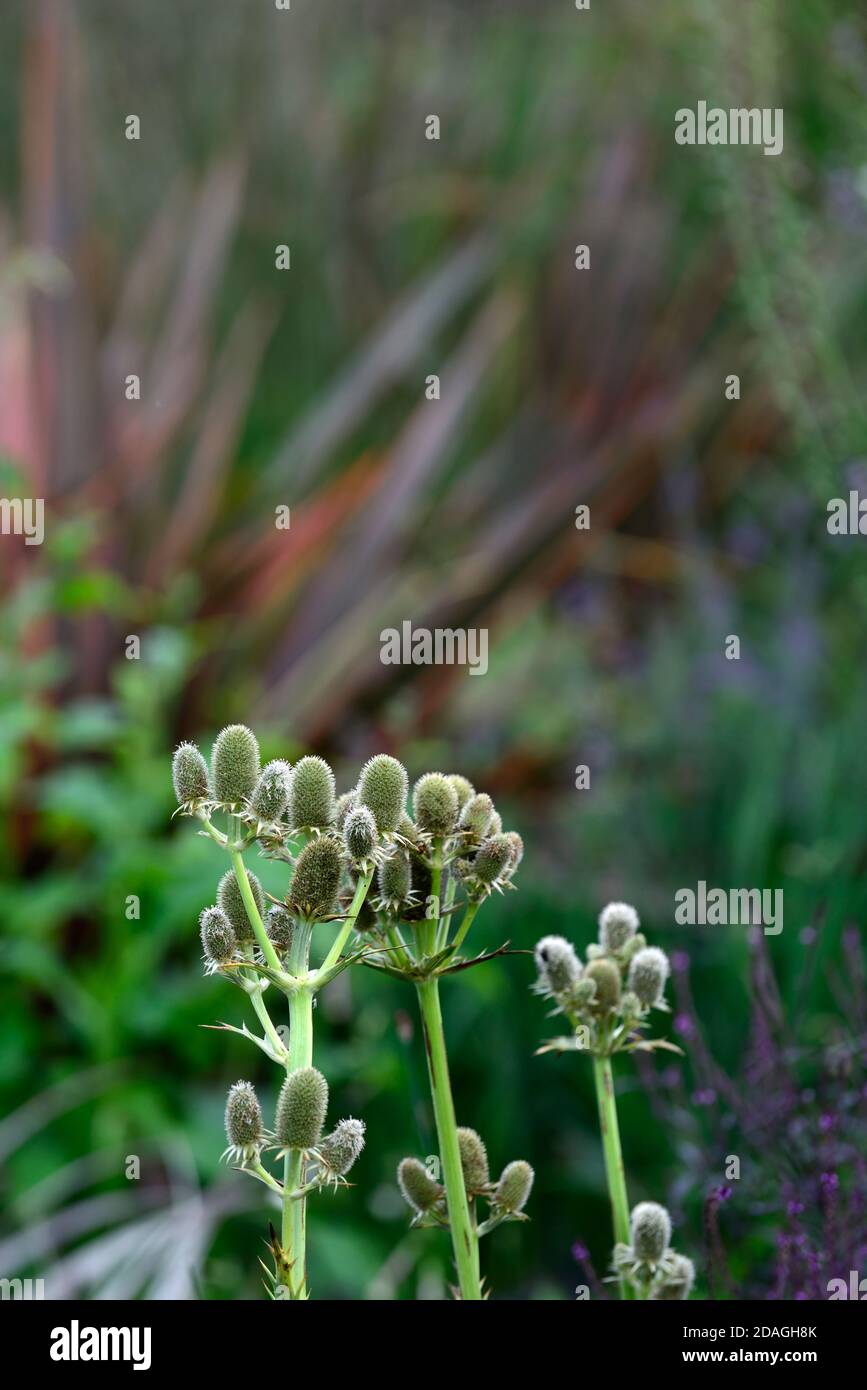 Eryngium agavifolium, Agave-blättrige Seeteusche, stachelig, dornig, Zierpflanzen, Zierdistel, Disteln, Gärten, Garten, RM Floral Stockfoto