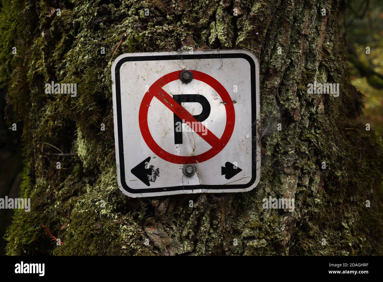 Ein abgeschlagene No Parking Schild an einen Baum genagelt Stockfoto