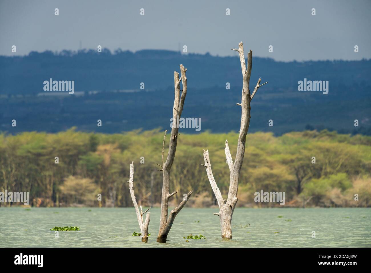 Teilweise eingetaucht toter Baum durch steigende Wasserstände, Lake Naivasha, Kenia, Ostafrika Stockfoto