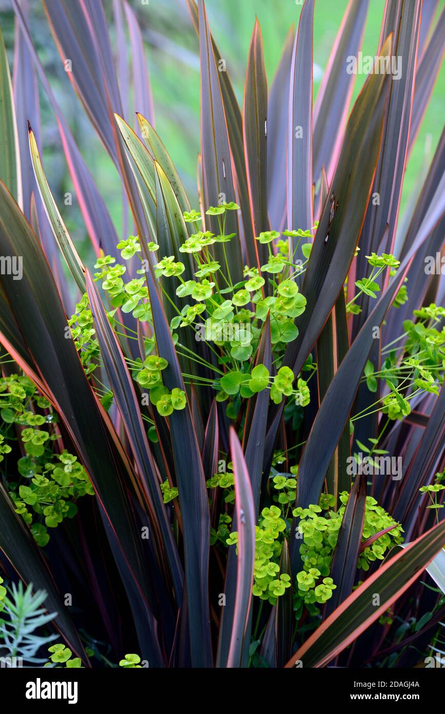 Phormium Maori Queen, neuseeländischer Flachs, Phormium Regenbogen Queen, gemischte Bepflanzung, Euphorbia, Limettengrün, trockener Garten, Kies Garten, Blumen, blühend, Gärten, Xe Stockfoto