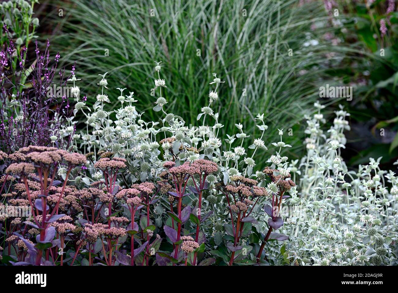 Hylotephium Matrona Steinekrop Matrona,Sedum,sedums,Marrubium libonaticum,silberne Blätter,silbernes Laub,trockener Garten,Kiesgarten,Blumen,Blüte,gar Stockfoto