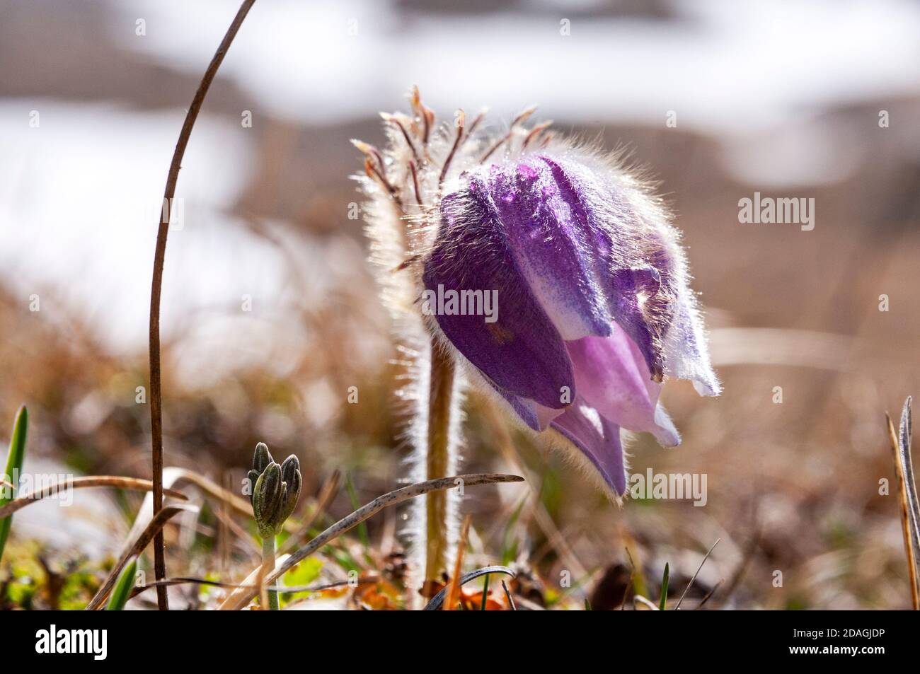 Alpenblume, Naturpark Fanes-Sennes-Prags, Alto Aidge, Italien Stockfoto