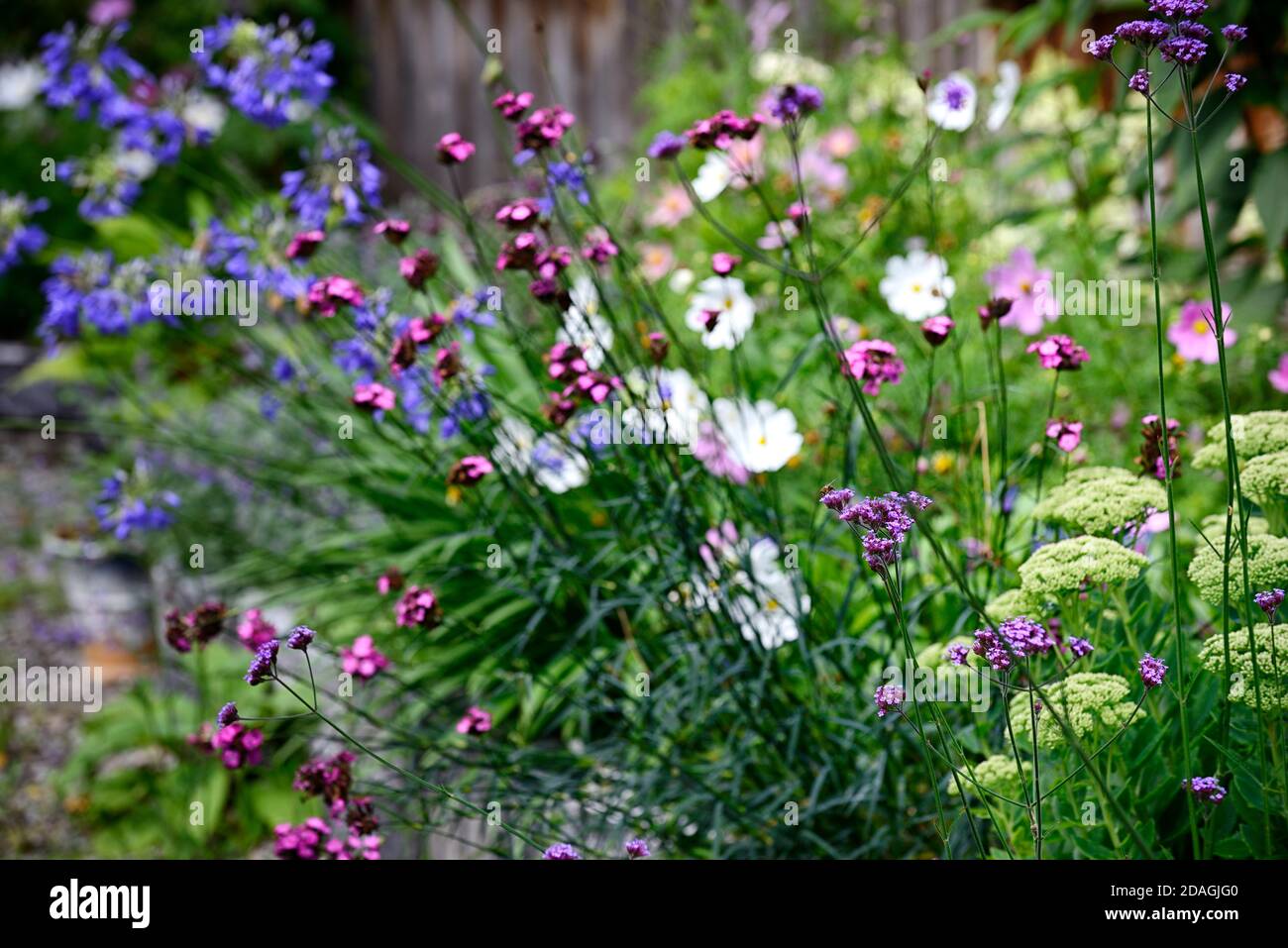 Verbena bonariensis,Dianthus carthusianorum,Carthusianpink,Agapanthus inapertus,Agapanthus blaue Blüten,mehrjährig,gemischte Bordüren,Garten,Gärten,Blume Stockfoto