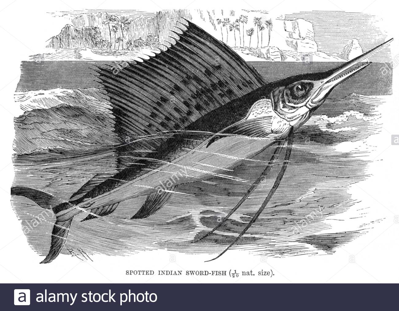 Gefleckter indischer Schwertfisch, Vintage Illustration von 1896 Stockfoto