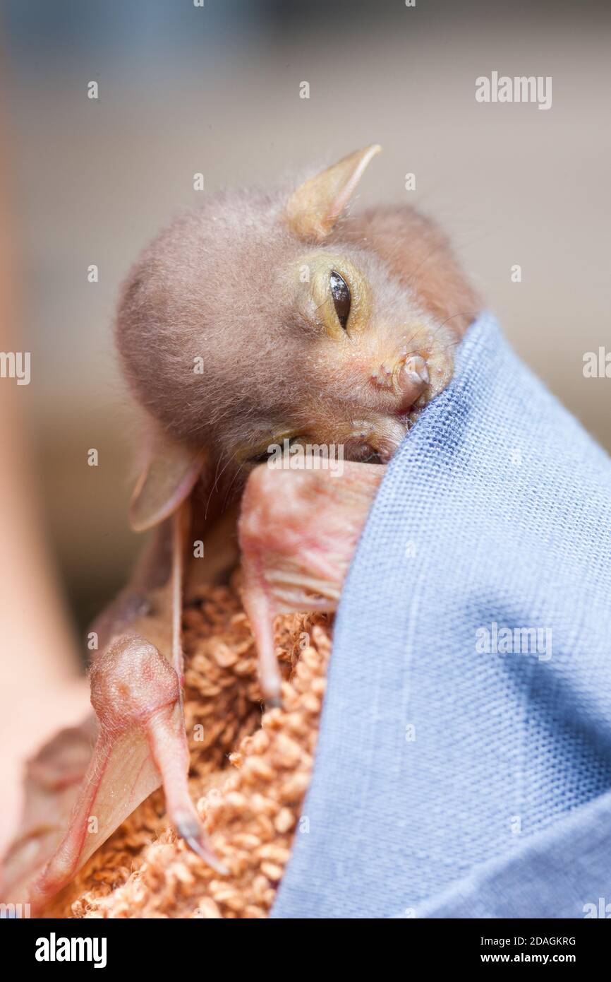 Waisenkind Östliche Röhrennase Fledermaus (Nyctimene robinsoni) ca. 12 Tage alt, mit offenen Augen. November 2020. Cow Bay. Queensland. Australien. Stockfoto