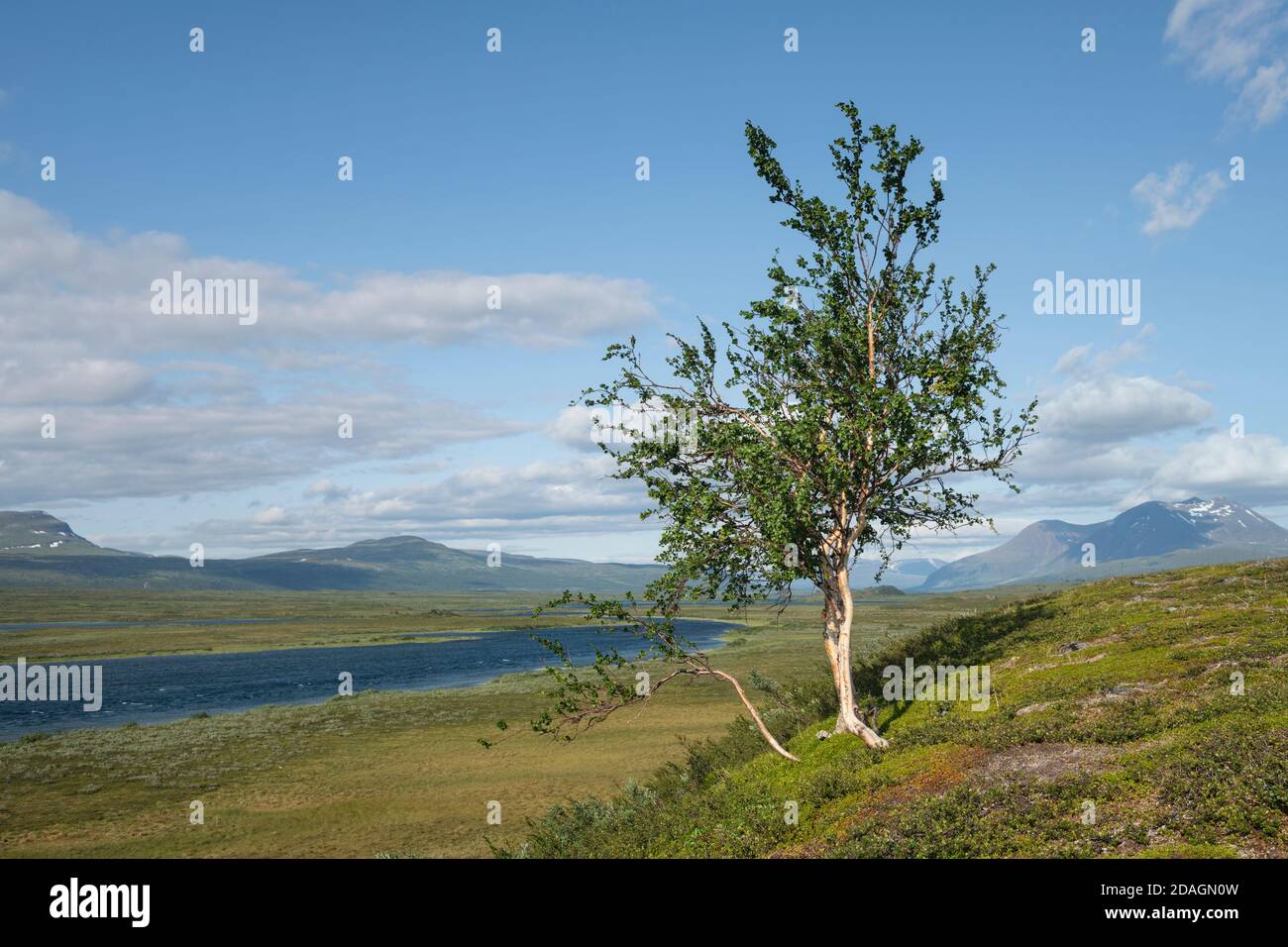 Birke entlang breiterer Tal des Flusses Vuojatädno entlang Padjelantaleden Trail, Lappland, Schweden Stockfoto