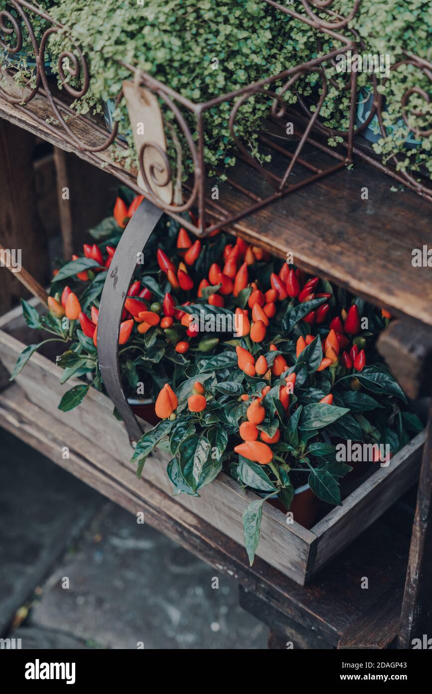 Rote Chilischoten in Holzkisten auf einem Straßenmarkt in Frome, Somerset, Großbritannien. High-Angle-Ansicht, selektiver Fokus. Stockfoto