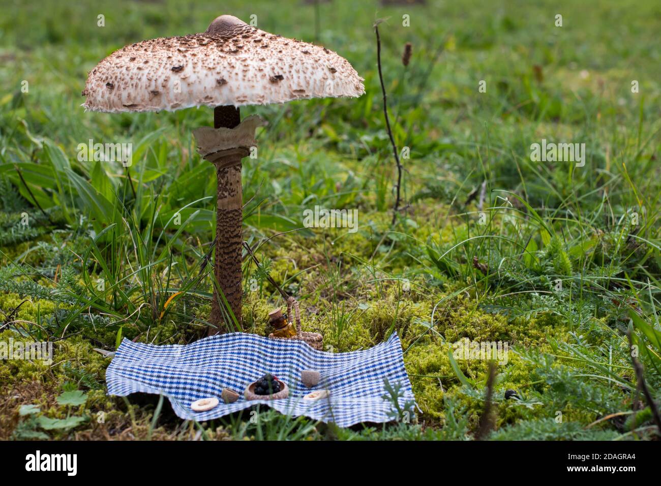 Miniatur-Picknick-Szene unter einem Sonnenschirm Pilz (Macrolepiota procera) Stockfoto