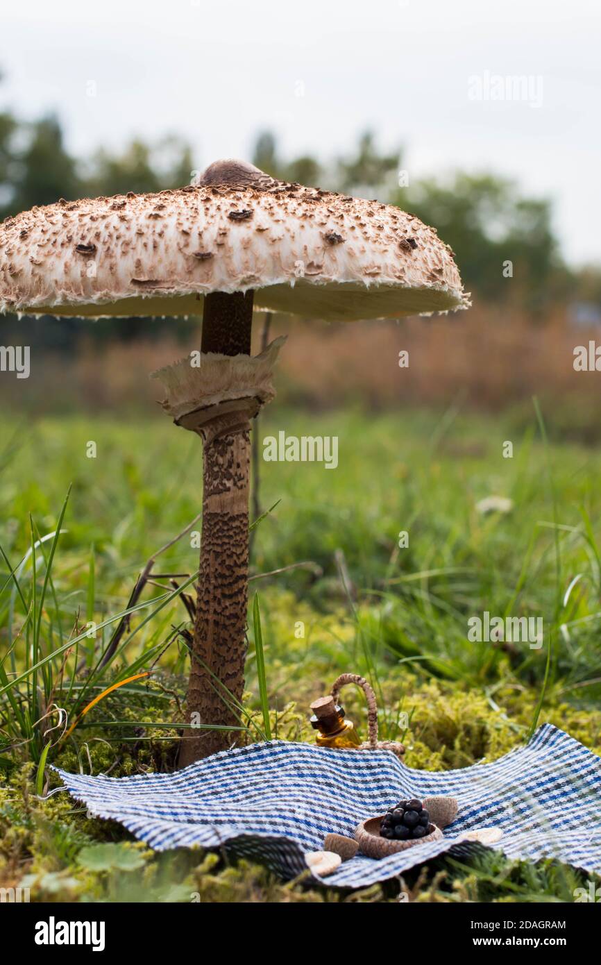 Miniatur-Picknick-Szene unter einem Sonnenschirm Pilz (Macrolepiota procera) Stockfoto
