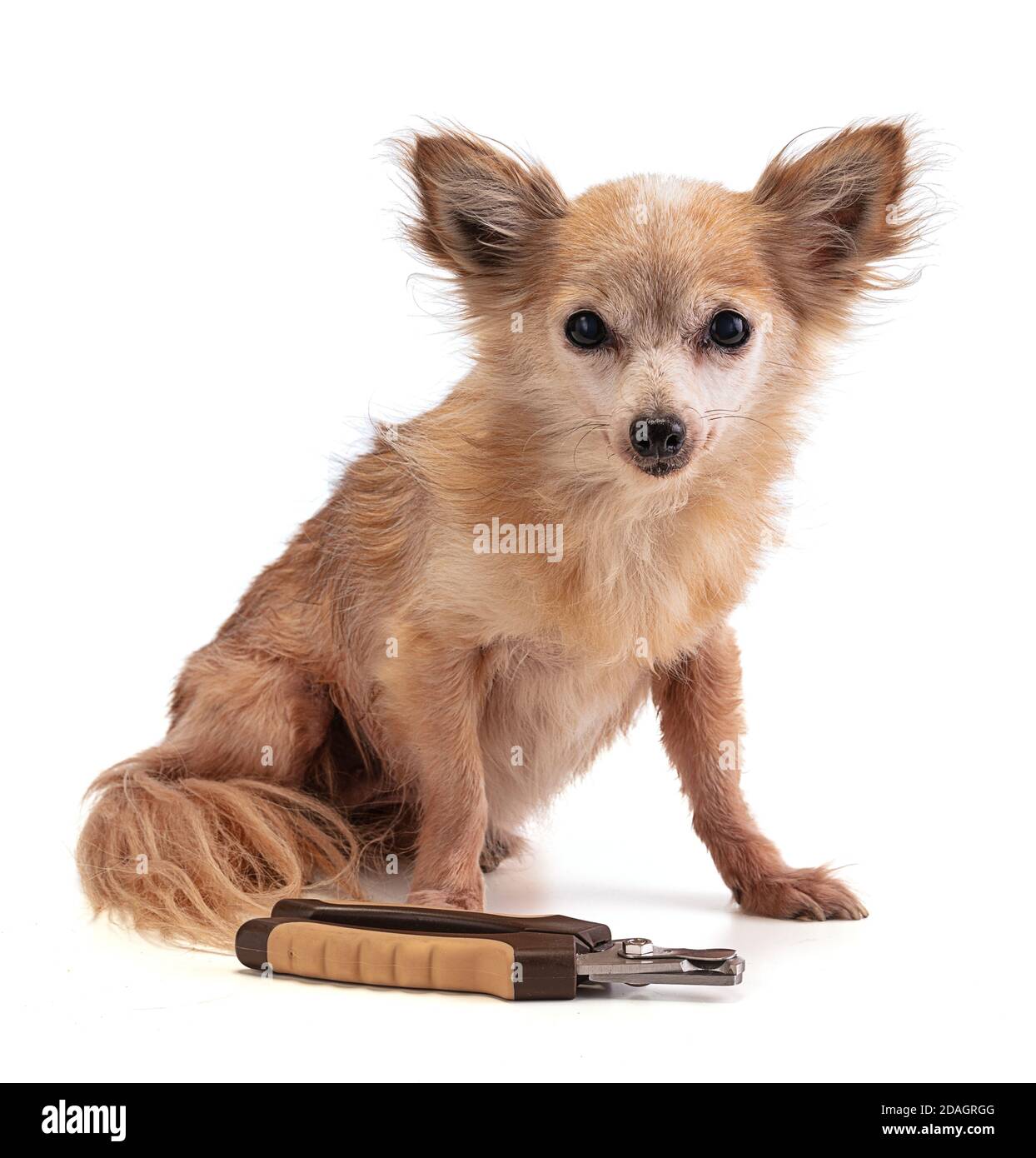 Chihuahua mit zu langen Krallen vor einem Nagel clipper auf weißem Hintergrund Stockfoto