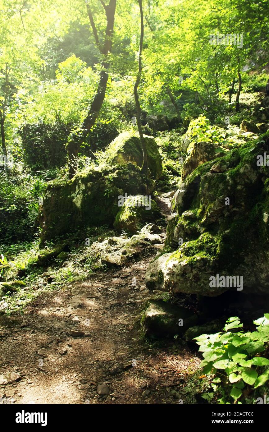 Sommer Bergwald. Grotte von St. Simon der Kanaaniter. Neu Athos, Republik Abchasien. Stockfoto
