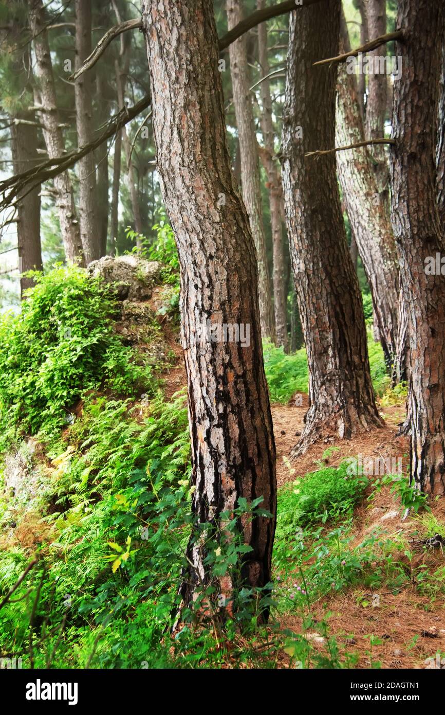 Kiefernwald. Reliktbäume (Pinus Pityusa, Pinus brutia, Türkische Kiefer). Gagra, Abchasien. Stockfoto