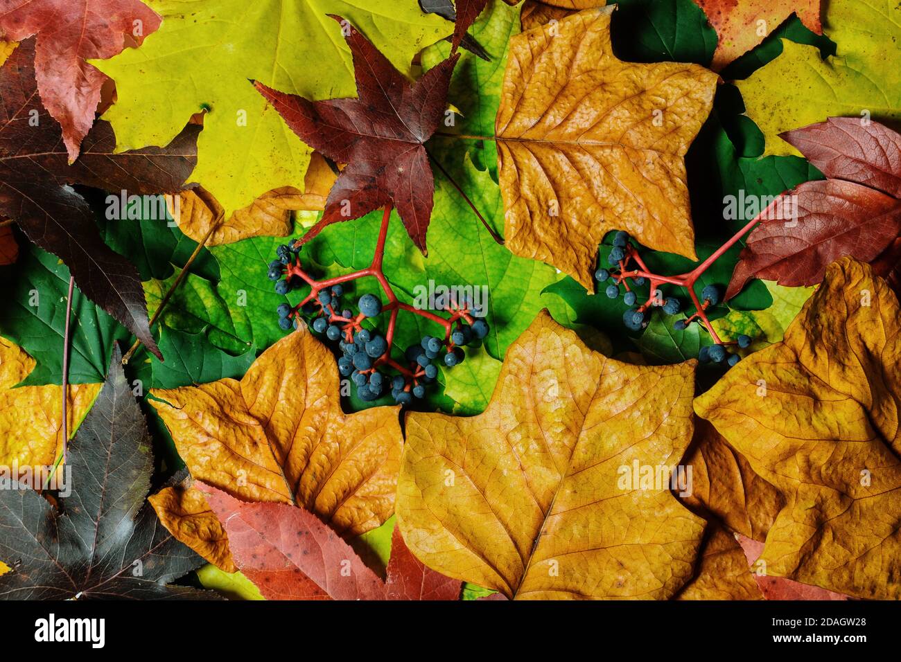 Farbenfrohes Herbstlayout. Kreative Herbst Blätter Herbst Hintergrund Stockfoto