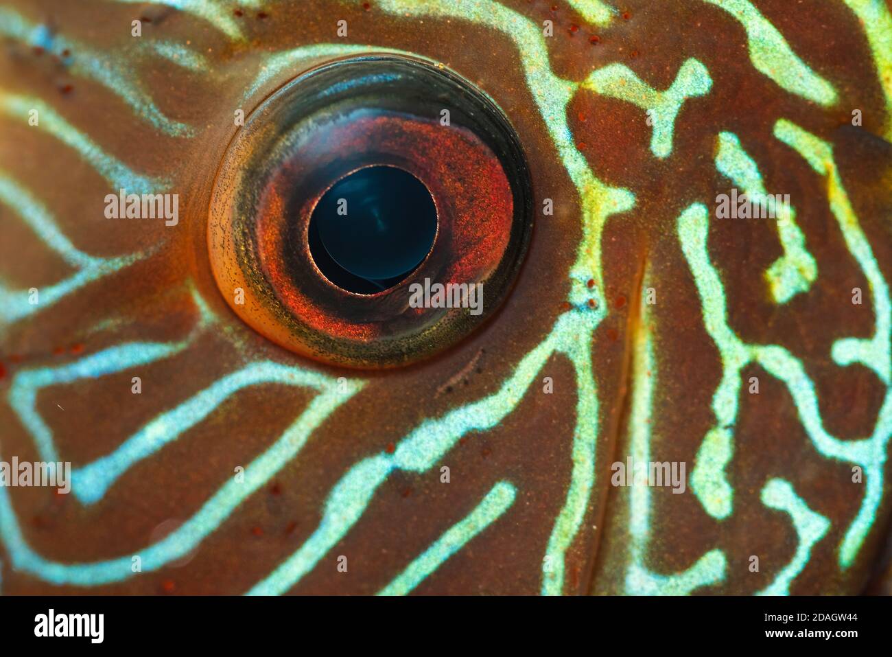 Bunte Fische aus dem Spieces Symphysodon Discus Makro des Auges. Stockfoto