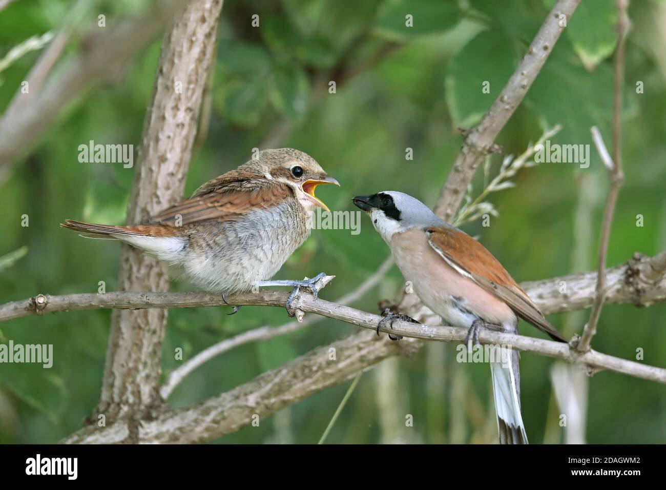 Rotrückenwürger (Lanius collurio), Männchen, das Jungvogel im Holunderbusch füttert, Österreich, Burgenland, Nationalpark Neusiedler See Stockfoto