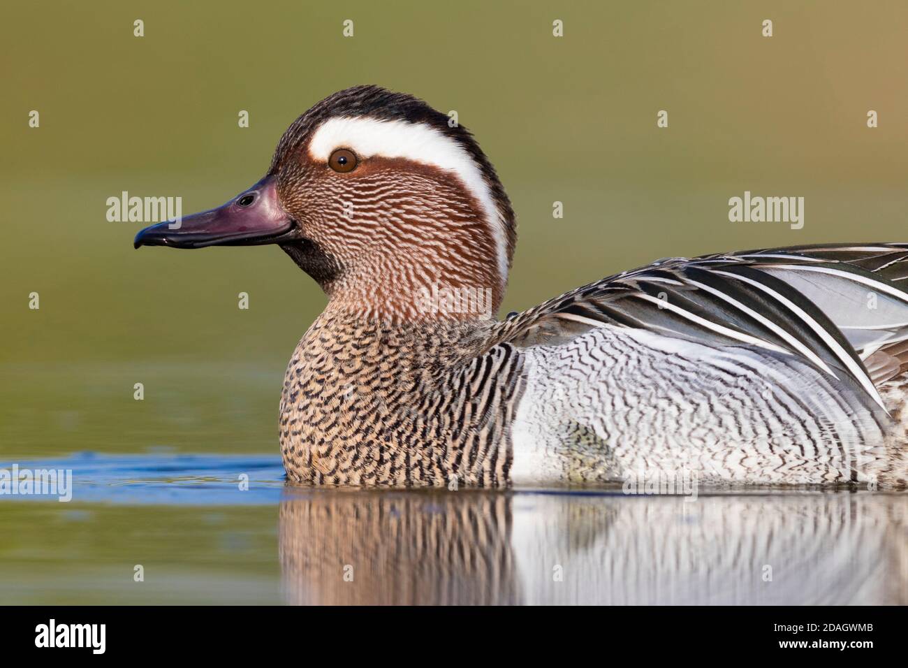 garganey (Anas querquedula), Schwimmen in einem Teich, Italien, Kampanien Stockfoto