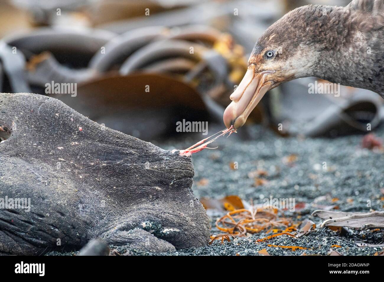 Nördlicher Riesensturmvogel, Riesensturmvogel, Halls Riesensturmvogel (Macronectes halli), beim Essen an einem südlichen Elefantenrobbenkadaver, Porträt, Australien, Stockfoto