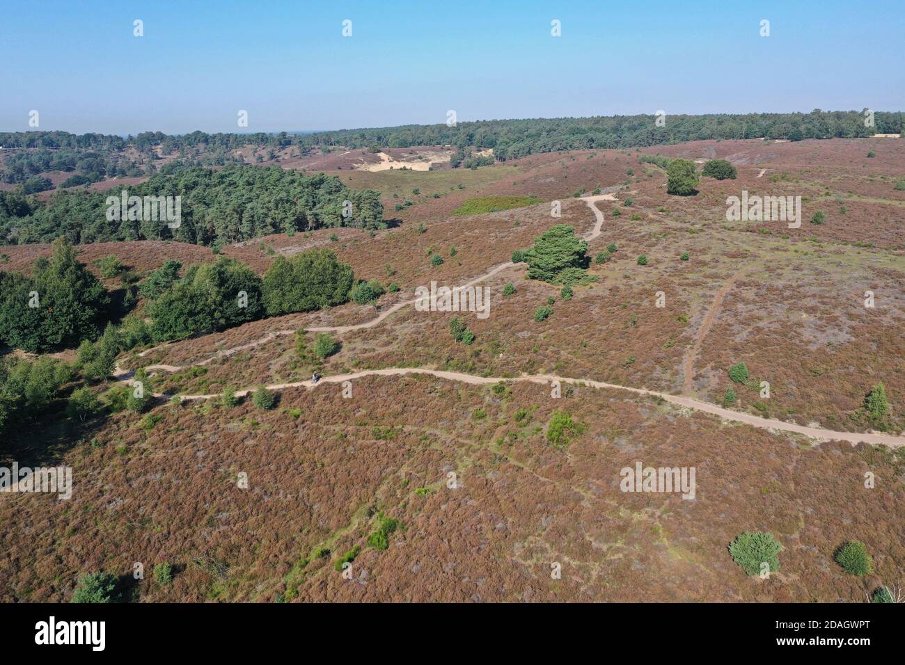 Nationalpark, Heidenlandschaft, Luftaufnahme, Niederlande, Gelderland, Veluwezoom Nationalpark, Rheden Stockfoto