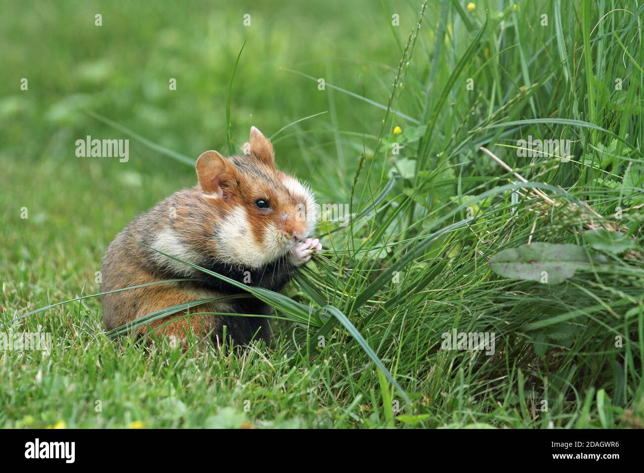 Gemeiner Hamster, Schwarzbauchhamster (Cricetus cricetus), sitzend auf einer Wiese mit vollen Wangen, Hamsterbacken, Österreich Stockfoto