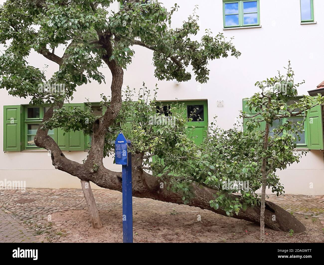 Birne (Pyrus communis 'Bergamotte', Pyrus communis Bergamotte), mehr als 200 Jahre alter Birnenbaum der Sorte Bergamotte, Deutschland, Brandenburg, Stockfoto