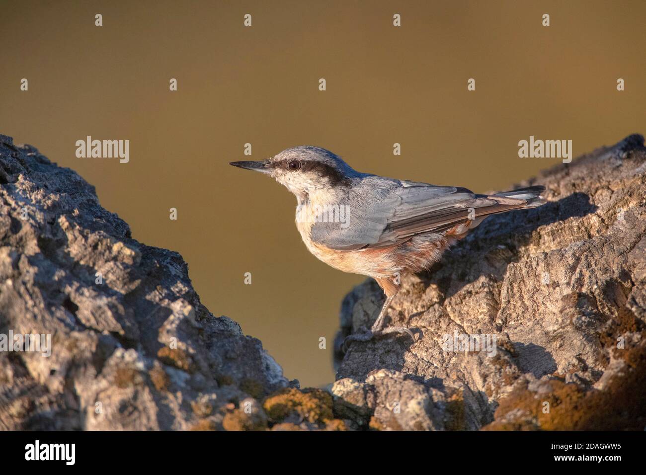 Eurasischer Nuthatch, Holznuthatch (Sitta europaea), Barsch auf einem dicken Ast, Seitenansicht, Spanien, Caceres Stockfoto