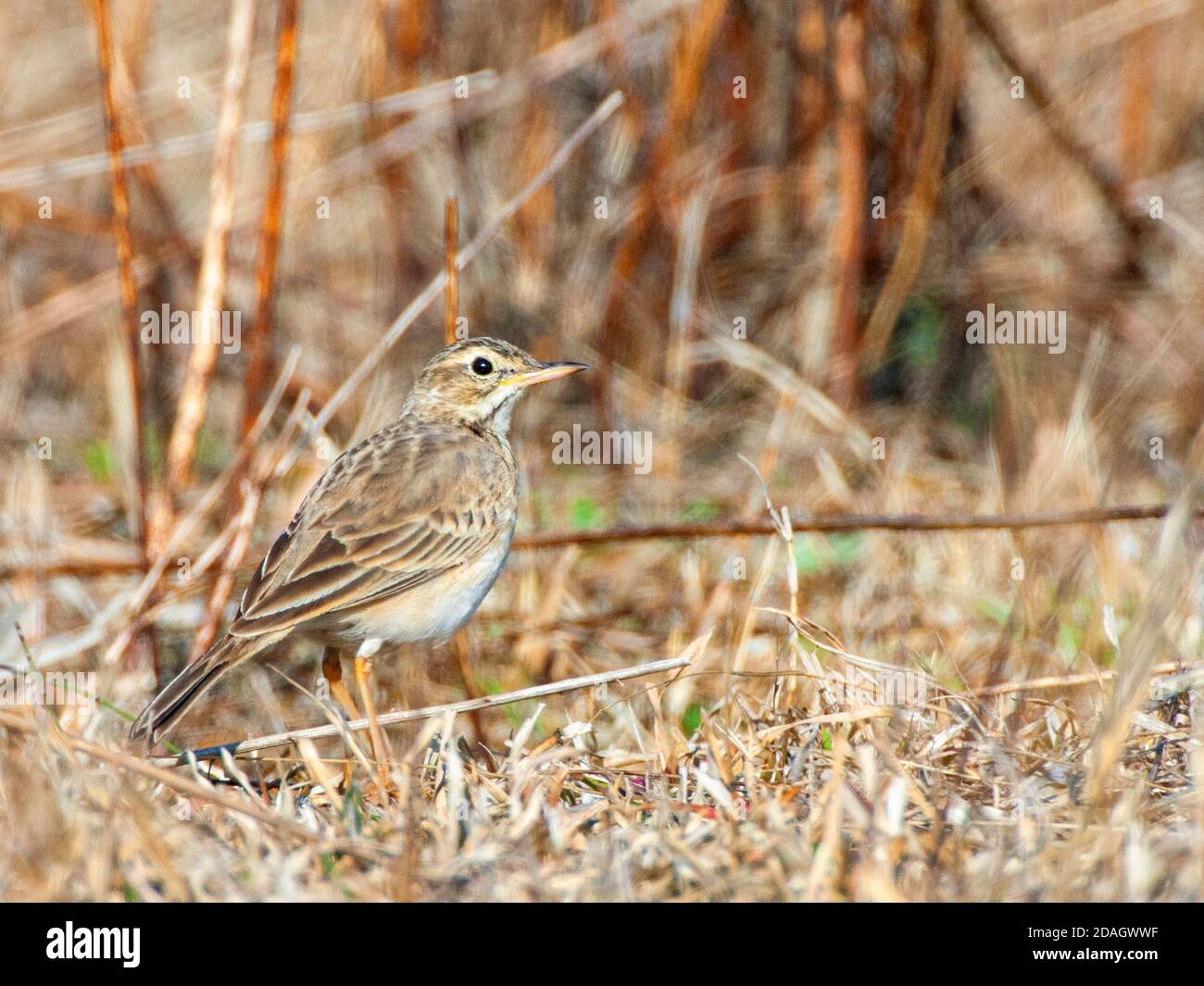 Paddyfield Pipit, Orientalischer Pipit (Anthus rufulus), auf verwelktem Gras, Indien Stockfoto