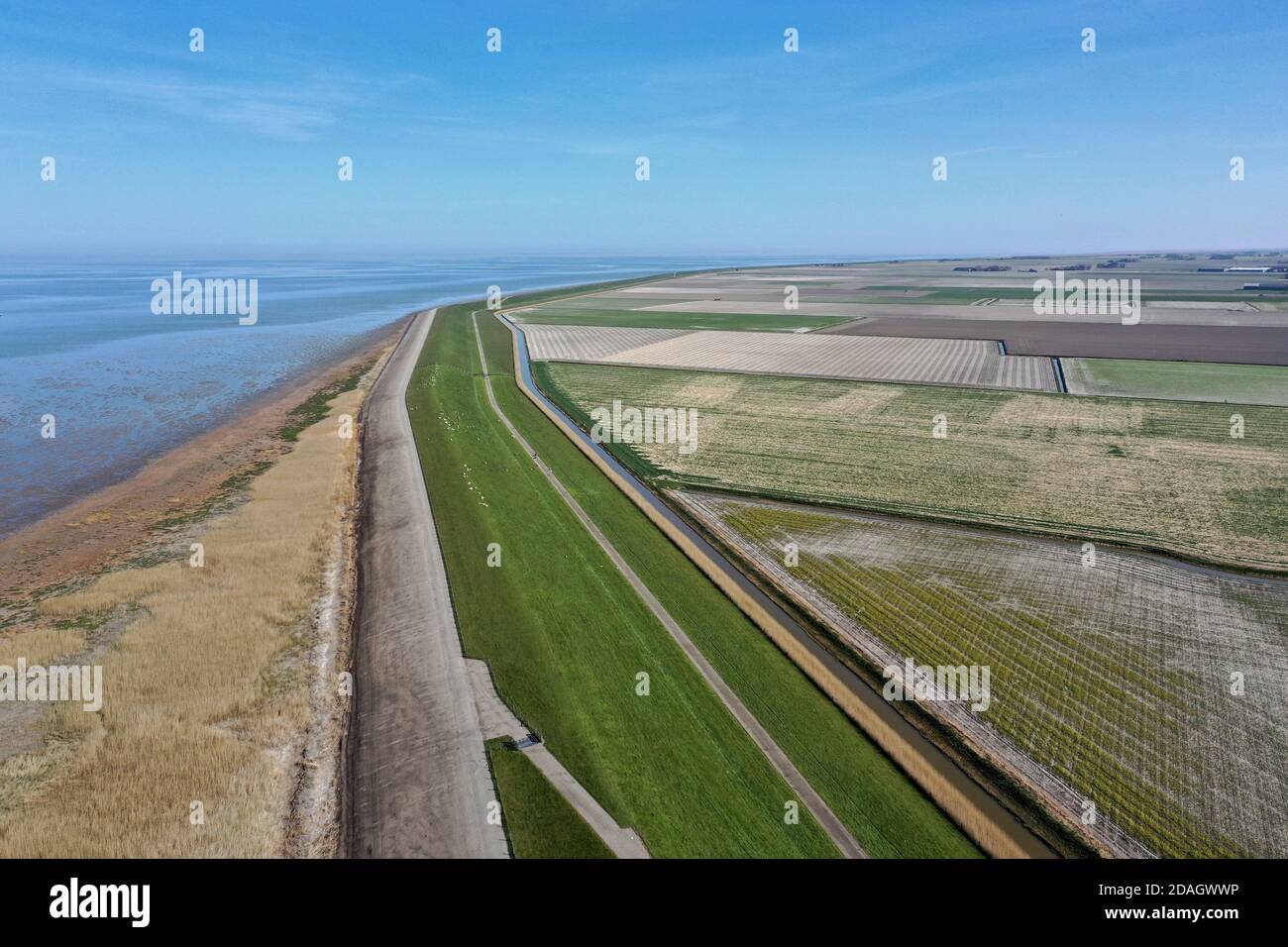 Westhoek, landwirtschaftliches Gebiet hinter dem Deich, Niederlande, Friesland Stockfoto