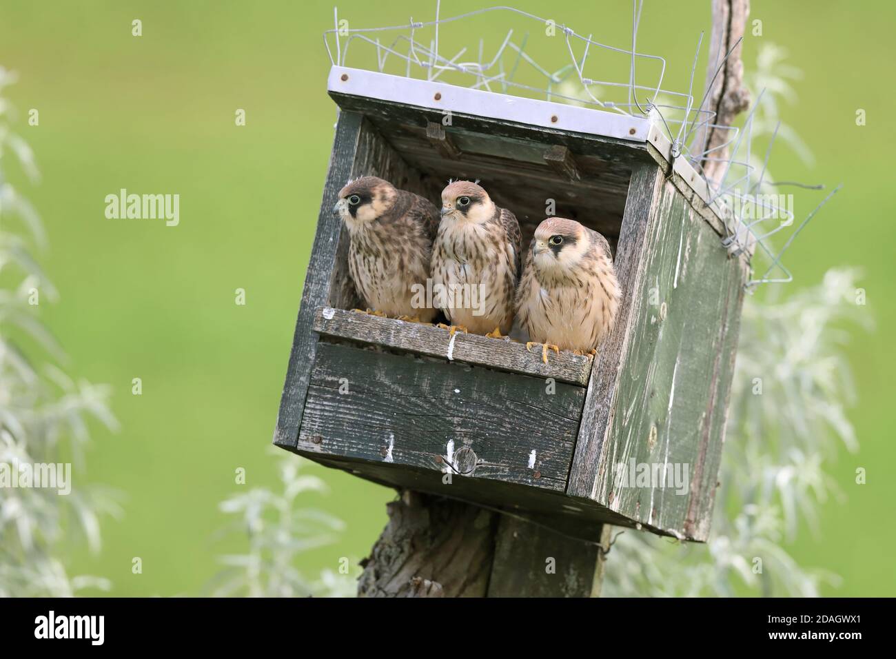 westfalke (Falco vespertinus), fast flügge Jungvögel, die aus einem Nistkasten schauen, Ungarn, Kiskunsag Nationalpark Stockfoto