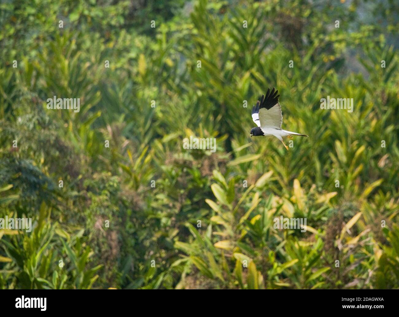 pied Harrier (Circus melanoleucos), Männchen im Flug über ländliches Feld, Indien Stockfoto