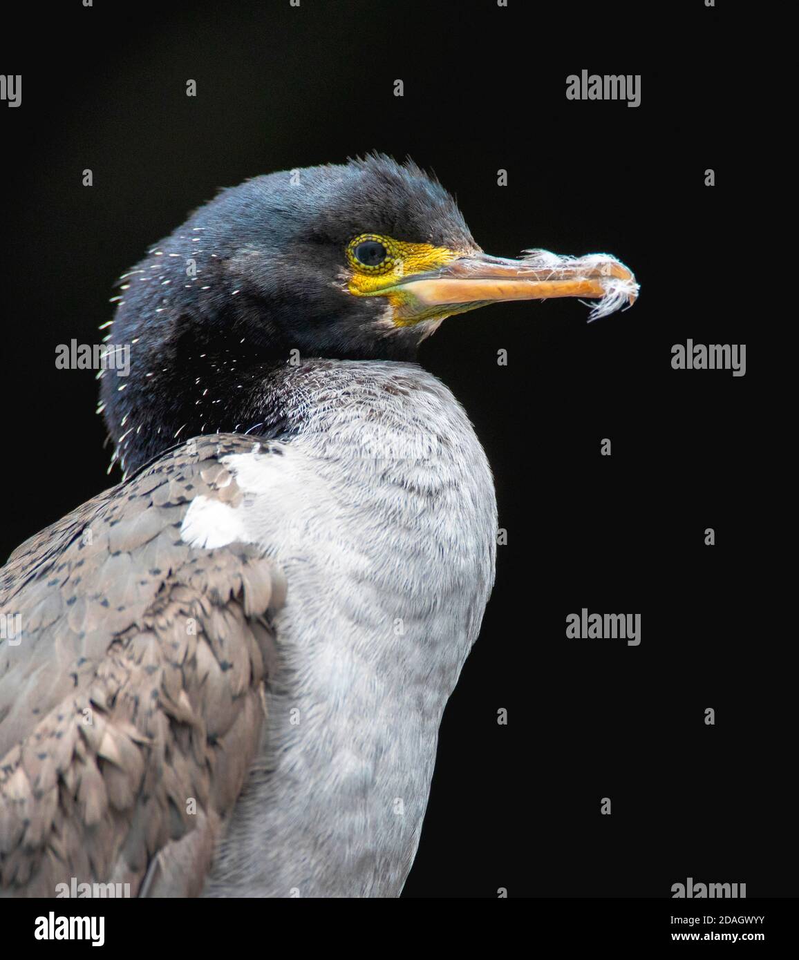 Pitt Shag, Chathams Kormoran, Pitt Island Shag, Featherstone Shag (Phalacrocorax featherstoni), Portrait eines unreifen Vogels, Neuseeland, Stockfoto