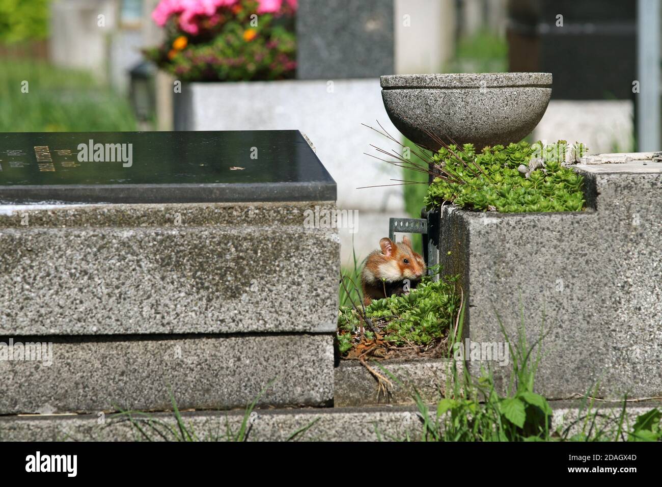 Gemeiner Hamster, Schwarzbauchhamster (Cricetus cricetus), sitzend auf einem Grab mit vollen Wangen, Österreich Stockfoto