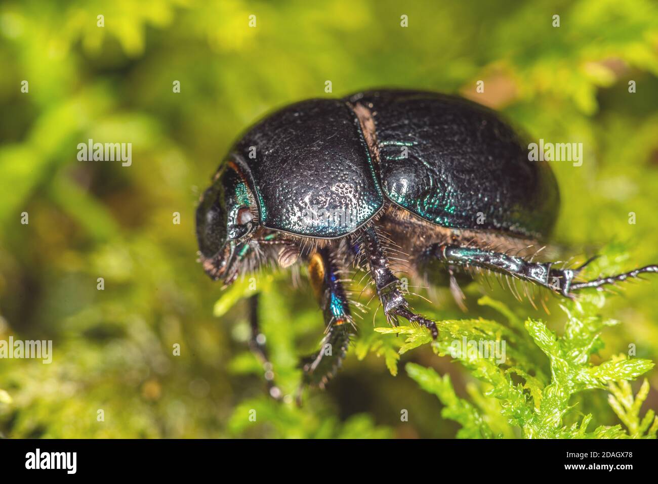 Gemeinsamen Dor-Käfer (Anoplotrupes Stercorosus, Geotrupes Stercorosus), auf Waldboden, Deutschland Stockfoto