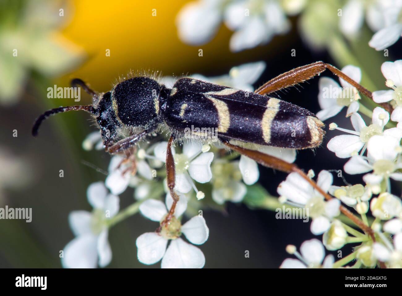 Wespenkäfer (Clytus arietis), auf einem Blütenstand, Deutschland Stockfoto