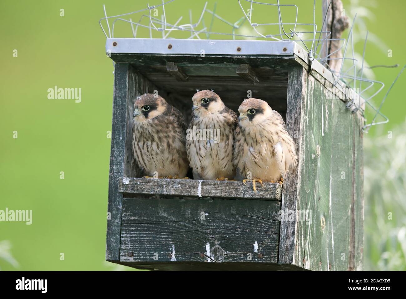 westfalke (Falco vespertinus), fast flügge Jungvögel, die aus einem Nistkasten schauen, Ungarn, Kiskunsag Nationalpark Stockfoto